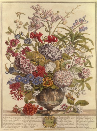 July, from Twelve Months of Flowers by Robert Furber, engraved by Henry Fletcher by Pieter after Casteels